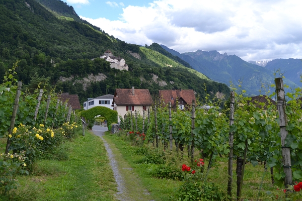 Vinice v Lichtenštejnsku. V povzdálí hrad Vaduz.